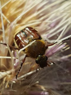 Trichiotinus rufobrunneus by (c) Alex Abair, some rights reserved (CC BY), uploaded by Alex Abair. Used under a CC-BY license.