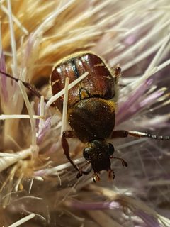 Trichiotinus rufobrunneus by (c) Alex Abair, some rights reserved (CC BY), uploaded by Alex Abair. Used under a CC-BY license.
