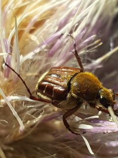 Trichiotinus rufobrunneus by (c) Alex Abair, some rights reserved (CC BY), uploaded by Alex Abair. Used under a CC-BY license.