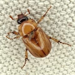 Cyclocephala pasadenae by (c) Colin Croft, some rights reserved (CC BY), uploaded by Colin Croft. Used under a CC-BY license.