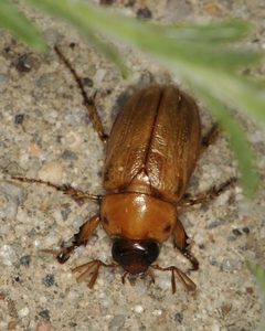 Cyclocephala pasadenae by (c) Elliott Gordon, some rights reserved (CC BY), uploaded by Elliott Gordon. Used under a CC-BY license.