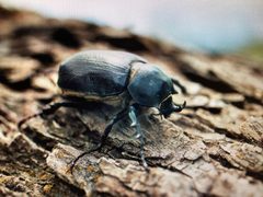 Megasoma punctulatum by (c) nmoorhatch, some rights reserved (CC BY), uploaded by nmoorhatch. Used under a CC-BY license.