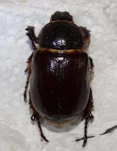 Megasoma sleeperi by (c) Bob Miller, some rights reserved (CC BY). Used under a CC-BY license.