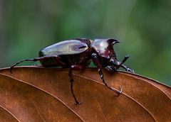 Dynastinae by (c) Charlie Jackson, some rights reserved (CC BY). Used under a CC-BY license.
