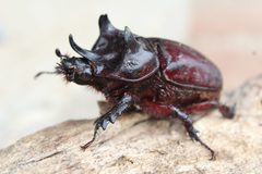 Strategus aloeus by (c) Julián-Caballero C. Camilo, some rights reserved (CC BY), uploaded by Julián-Caballero C. Camilo. Used under a CC-BY license.