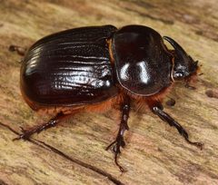 Xyloryctes jamaicensis by (c) skitterbug, some rights reserved (CC BY), uploaded by skitterbug. Used under a CC-BY license.