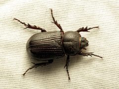 Hemiphileurus illatus by (c) Katja Schulz, some rights reserved (CC BY). Used under a CC-BY license.