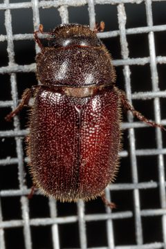 Diplotaxis puberula by (c) Victor Engel, some rights reserved (CC BY), uploaded by Victor Engel. Used under a CC-BY license.