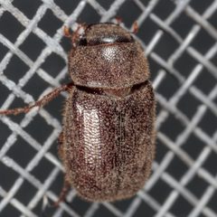 Diplotaxis puberula by (c) Victor Engel, some rights reserved (CC BY), uploaded by Victor Engel. Used under a CC-BY license.
