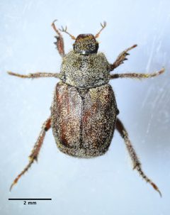 Hoplia callipyge by (c) Don Loarie, some rights reserved (CC BY). Used under a CC-BY license.