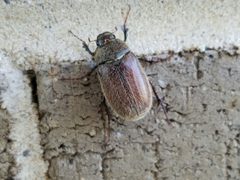 Phyllophaga aemula by (c) Tyler Bishop, some rights reserved (CC BY), uploaded by Tyler Bishop. Used under a CC-BY license.