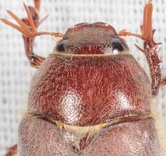 Phyllophaga rubiginosa by (c) Victor Engel, some rights reserved (CC BY), uploaded by Victor Engel. Used under a CC-BY license.
