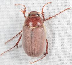 Phyllophaga rubiginosa by (c) Victor Engel, some rights reserved (CC BY), uploaded by Victor Engel. Used under a CC-BY license.