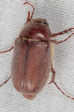 Phyllophaga rubiginosa by (c) Victor Engel, some rights reserved (CC BY), uploaded by Victor Engel. Used under a CC-BY license.