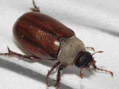 Phyllophaga scitula by (c) Sam Kieschnick, some rights reserved (CC BY), uploaded by Sam Kieschnick. Used under a CC-BY license.