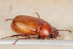 Phyllophaga torta by (c) Victor Engel, some rights reserved (CC BY), uploaded by Victor Engel. Used under a CC-BY license.