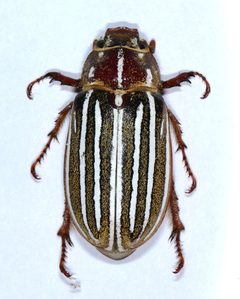 Polyphylla decemlineata by (c) Don Loarie, some rights reserved (CC BY). Used under a CC-BY license.