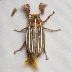 Polyphylla decemlineata by (c) Ken-ichi Ueda, some rights reserved (CC BY), uploaded by Ken-ichi Ueda. Used under a CC-BY license.