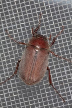 Phyllophaga by (c) Victor Engel, some rights reserved (CC BY), uploaded by Victor Engel. Used under a CC-BY license.