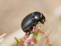 Serica anthracina by (c) Toby, some rights reserved (CC BY), uploaded by Toby. Used under a CC-BY license.