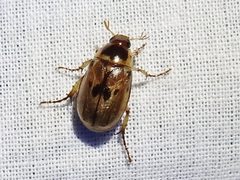 Anomala undulata by (c) Sam Kieschnick, some rights reserved (CC BY), uploaded by Sam Kieschnick. Used under a CC-BY license.