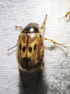 Anomala undulata by (c) Annika Lindqvist, some rights reserved (CC BY), uploaded by Annika Lindqvist. Used under a CC-BY license.