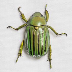 Chrysina gloriosa by (c) Ken-ichi Ueda, some rights reserved (CC BY), uploaded by Ken-ichi Ueda. Used under a CC-BY license.
