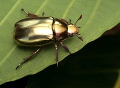 Chrysina by no rights reserved, uploaded by Philipp Hoenle. Used under a CC0 license.