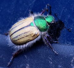 Paracotalpa puncticollis by (c) Mike Lewinski, some rights reserved (CC BY). Used under a CC-BY license.