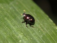 Canthidium by (c) Carlos Muñoz-Amezcua, some rights reserved (CC BY), uploaded by Carlos Muñoz-Amezcua. Used under a CC-BY license.