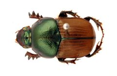 Onitis alexis by (c) CSIRO, some rights reserved (CC BY). Used under a CC-BY license.