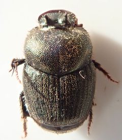 Onthophagini by (c) Wilderness Safaris Botswana - Conservation Team, some rights reserved (CC BY), uploaded by Wilderness Safaris Botswana - Conservation Team. Used under a CC-BY license.