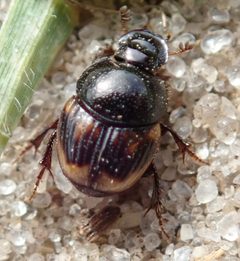Onthophagini by (c) Robert Taylor, some rights reserved (CC BY), uploaded by Robert Taylor. Used under a CC-BY license.