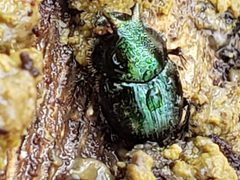 Onthophagus orpheus by (c) Mark Richman, some rights reserved (CC BY), uploaded by Mark Richman. Used under a CC-BY license.
