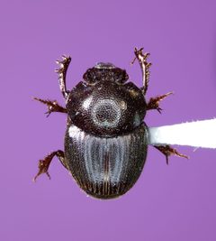 Onthophagus striatulus by (c) Kyle Rossner, some rights reserved (CC BY), uploaded by Kyle Rossner. Used under a CC-BY license.