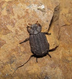 Omorgus asper by (c) Derek Hennen, some rights reserved (CC BY), uploaded by Derek Hennen. Used under a CC-BY license.
