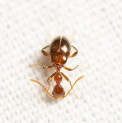 Acanthinus argentinus by (c) Justin Williams, some rights reserved (CC BY), uploaded by Justin Williams. Used under a CC-BY license.