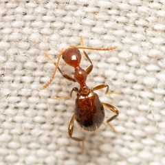 Acanthinus argentinus by (c) Justin Williams, some rights reserved (CC BY), uploaded by Justin Williams. Used under a CC-BY license.