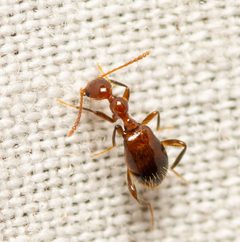 Acanthinus argentinus by (c) Justin Williams, some rights reserved (CC BY), uploaded by Justin Williams. Used under a CC-BY license.