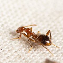 Acanthinus argentinus by (c) Justin Williams, some rights reserved (CC BY), uploaded by Justin Williams. Used under a CC-BY license.