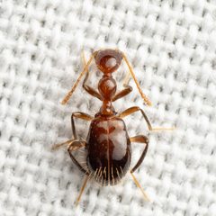 Acanthinus argentinus by (c) Justin Williams, some rights reserved (CC BY), uploaded by Justin Williams. Used under a CC-BY license.