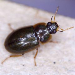 Helochares punctatus by (c) Barry Walter, some rights reserved (CC BY), uploaded by Barry Walter. Used under a CC-BY license.