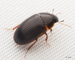 Cymbiodyta bifida by (c) Thilina Hettiarachchi, some rights reserved (CC BY), uploaded by Thilina Hettiarachchi. Used under a CC-BY license.