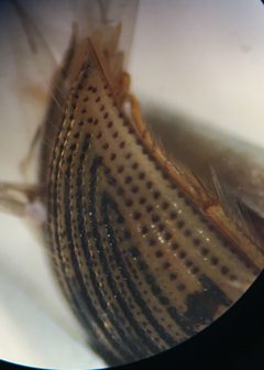 Berosus aculeatus by (c) Matthew Pintar, some rights reserved (CC BY), uploaded by Matthew Pintar. Used under a CC-BY license.
