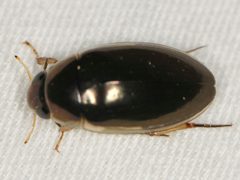 Tropisternus lateralis limbalis by (c) Elliott Gordon, some rights reserved (CC BY), uploaded by Elliott Gordon. Used under a CC-BY license.