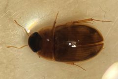 Enochrus grossi by (c) Matthew Pintar, some rights reserved (CC BY), uploaded by Matthew Pintar. Used under a CC-BY license.