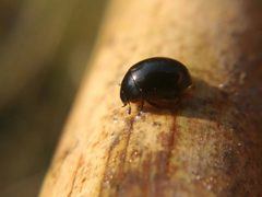 Coelostoma orbiculare by (c) carnifex, some rights reserved (CC BY), uploaded by carnifex. Used under a CC-BY license.