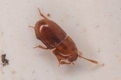Pinodytes gibbosus by (c) Trevor Van Loon, some rights reserved (CC BY), uploaded by Trevor Van Loon. Used under a CC-BY license.