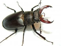 Lucanus by (c) Emilian Robert Vicol, some rights reserved (CC BY). Used under a CC-BY license.