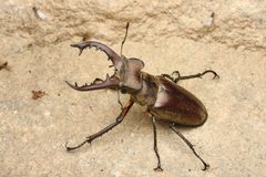 Lucanus by (c) Jonghyun Park, some rights reserved (CC BY), uploaded by Jonghyun Park. Used under a CC-BY license.